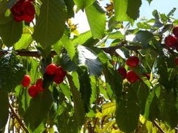 red cherries on branch