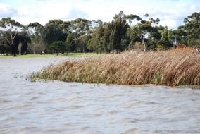 thickets of reed in water