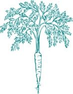 carrot blue drawing