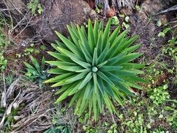 Green cactus plant in nature