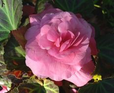 begonia wildflower