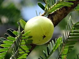 Close-up of Phyllanthus emblica, indian gooseberry, amla on branch