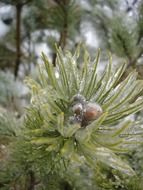 plant in ice