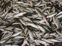 fish catch