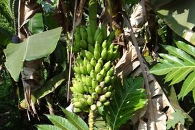 green banana bunch on plant