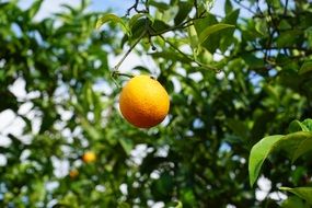 mandarin tree