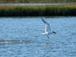 tern taking off from water with fish in beak