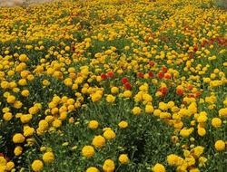 square of flowers