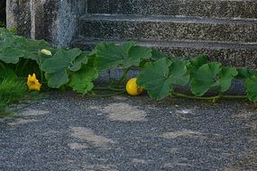 yellow pumpkin vegetables