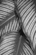 grey leaf