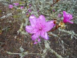 purple flowers outdoors