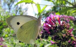 white butterfly