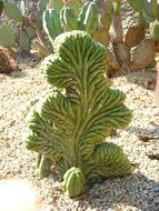 desert cactus plant dry scene