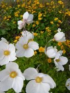 wildflowers in bloom
