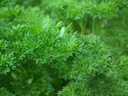 parsley greens as seasoning
