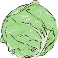 Green cabbage vegetable drawing