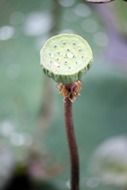 lotus pods seeds