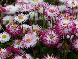 lot of pink fluffy daisy flowers