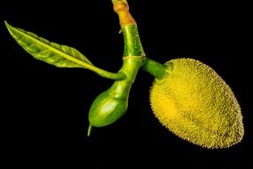young jack fruit
