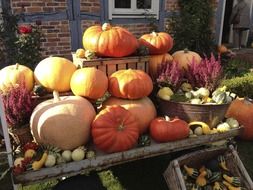 pumpkin decoration on autumn festival