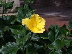 delicate yellow garden flower