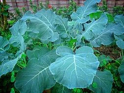 green kale leaves