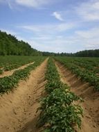 field lines of spudded potato plants