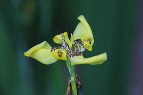 Walking iris, yellow blossom with brown dots