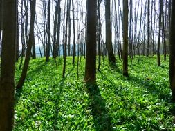 landscape of green forest meadow in the sun
