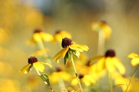 Echinacea is a medicinal plant