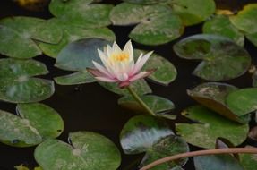 one pink water lily flower among leaves