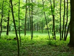 green grove in the forest in Poland
