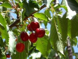 red cherries on a branch with green leaves