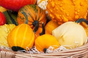 different types of pumpkin