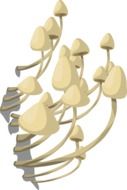white fungus drawing