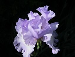 iris bud on a black background