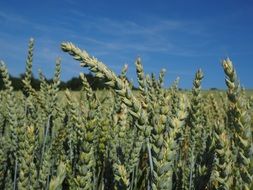 wheat field on the sunny day close-up