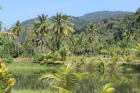 tropical forest with palm trees in thailand