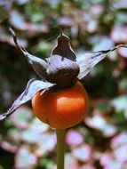rose hip fruit sammelfrucht orange