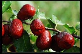 jujube, red dates, ripe fruits on branch