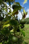 avocado on the tree