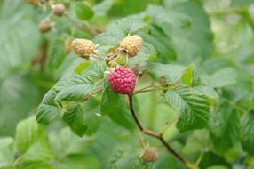 red and green raspberries on a branch in the garden