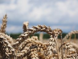 wheat spikes in the summer