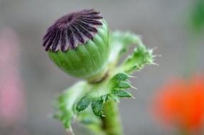 poppy blossom