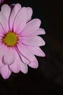 pink daisy fwildflower