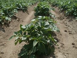 potato green plant