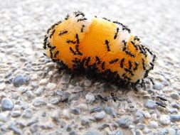 ants on the dessert