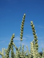 Wheat - genus of herbaceous, mostly annual, plants of the family Poaceae