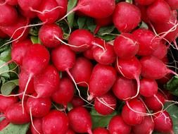 A pile of red radishes