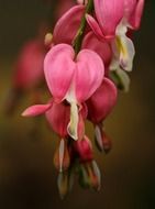 bloom of pink bleeding heart